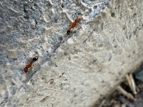 Tetramorium bicarinatum observed 2026-10-21