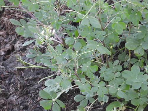 Gynandropsis observed 2026-10-19