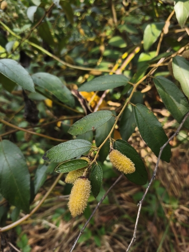 Helicteres angustifolia observed 2026-10-23