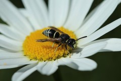 Euodynerus leucomelas