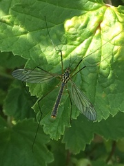 Nephrotoma appendiculata