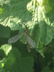 Nephrotoma appendiculata