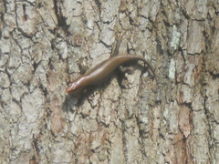 Plestiodon laticeps