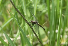Leucorrhinia intacta