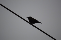 Pyrocephalus rubinus obscurus