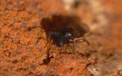 Cratomus megacephalus