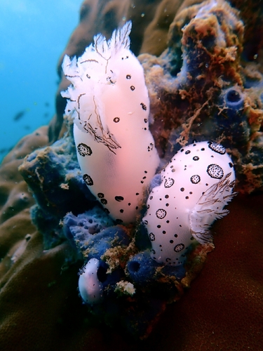 Jorunna funebris observed 2026-10-23