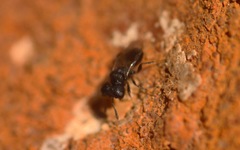 Cratomus megacephalus