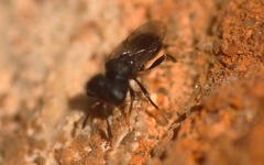 Cratomus megacephalus