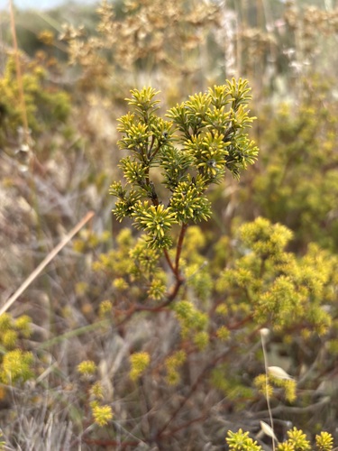 Phyllota, 2026-10-23
