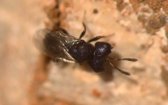 Cratomus megacephalus