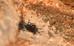 Cratomus megacephalus