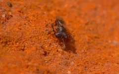 Cratomus megacephalus