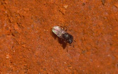 Cratomus megacephalus