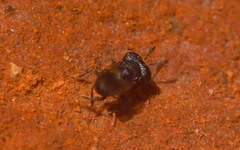 Cratomus megacephalus