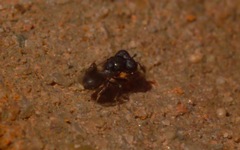 Cratomus megacephalus