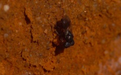 Cratomus megacephalus