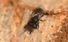 Cratomus megacephalus