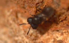 Cratomus megacephalus