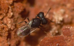 Cratomus megacephalus