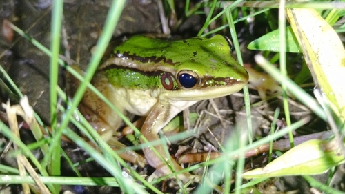 Hylarana erythraea observed 2026-10-23