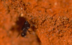 Cratomus megacephalus