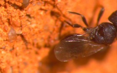 Cratomus megacephalus