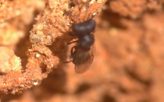 Cratomus megacephalus