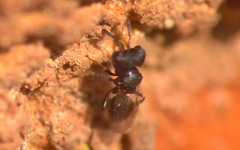 Cratomus megacephalus