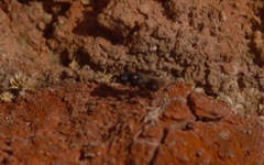 Cratomus megacephalus