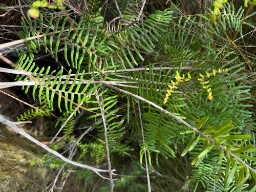 Gleichenia microphylla observed 2026-10-23