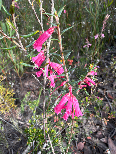 Epacris impressa observed 2026-10-23