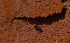 Cratomus megacephalus