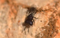 Cratomus megacephalus