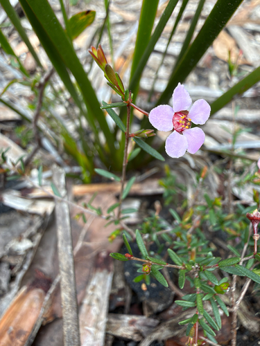 Euryomyrtus ramosissima observed 2026-10-23