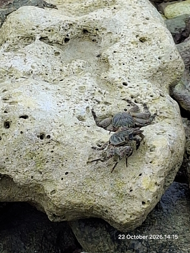 Grapsus tenuicrustatus observed 2026-10-22