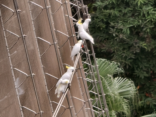 Cacatua sulphurea observed 2026-10-23