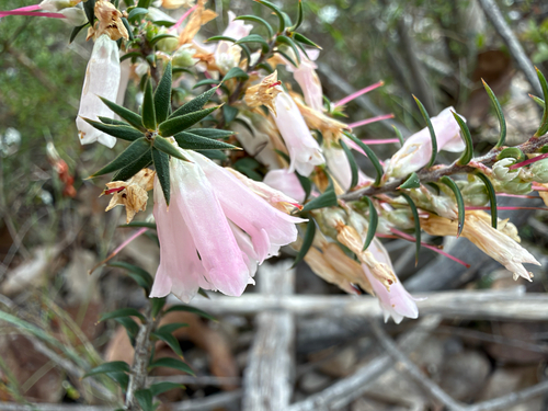 Epacris impressa observed 2026-10-23