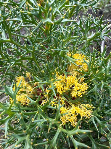 Isopogon ceratophyllus, 2026-10-23