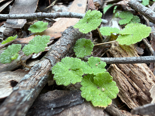 Hydrocotyle hirta, 2026-10-23