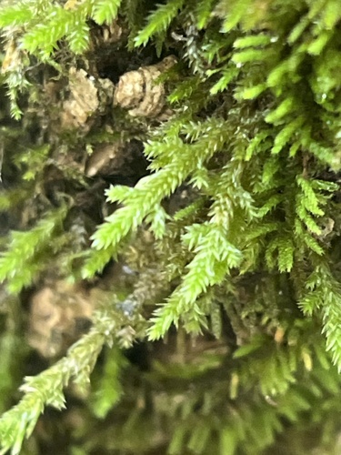 Forsstroemia trichomitria observed 2026-10-05