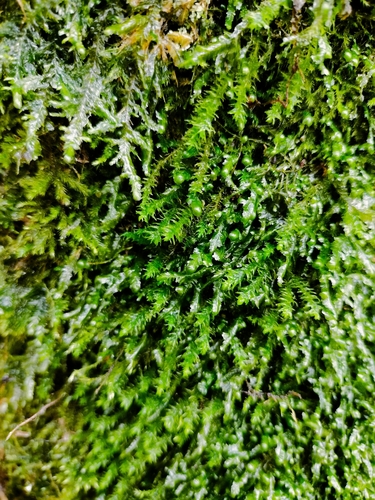 Alleniella complanata observed 2026-10-23