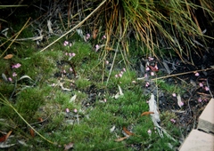 Utricularia uniflora