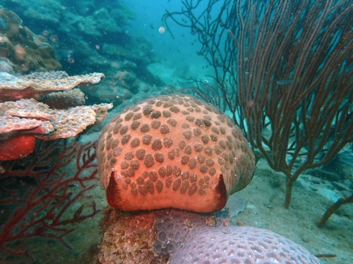 Culcita novaeguineae observed 2026-10-23