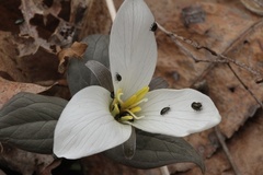 Brassicogethes simplipes