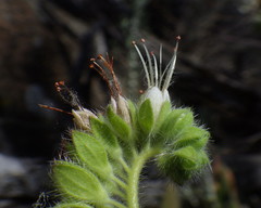 Phacelia imbricata imbricata
