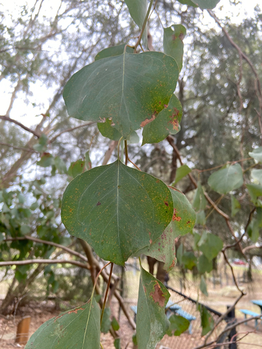 Eucalyptus baueriana, 2026-10-23