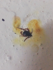 Hyalomma
