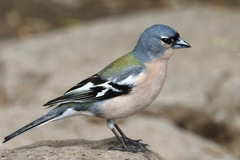 Fringilla coelebs africana