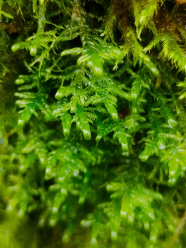 Alleniella complanata observed 2026-10-23